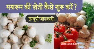 मशरूम की खेती कैसे करें? जानें पूरी जानकारी | Mushroom cultivation in hindi