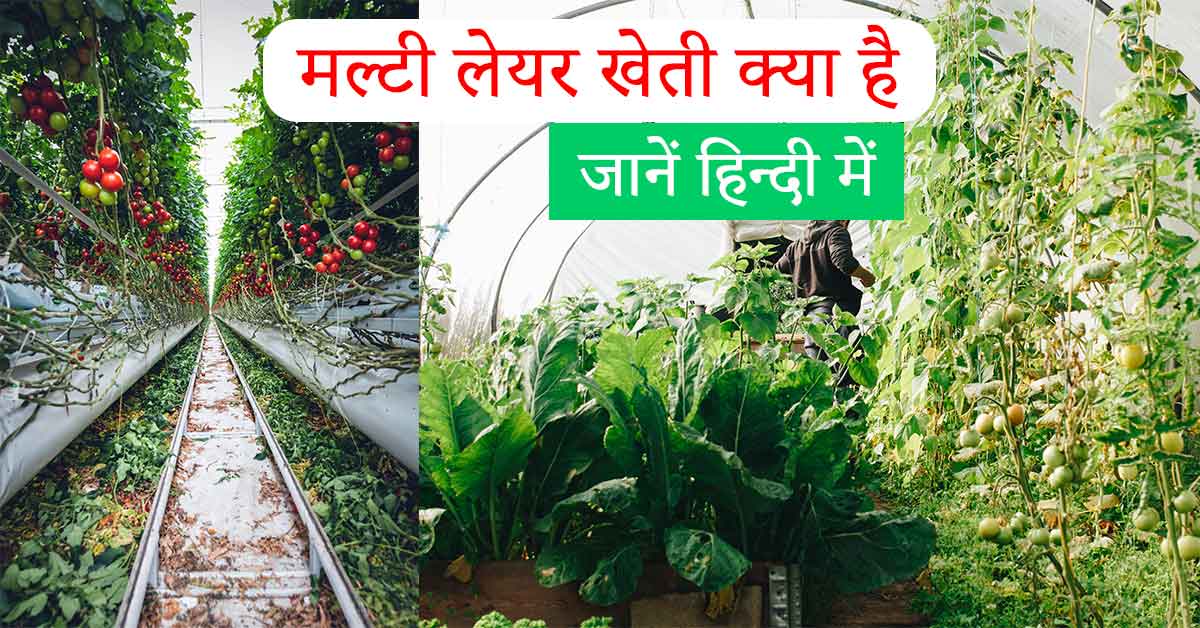 multilayer farming in hindi