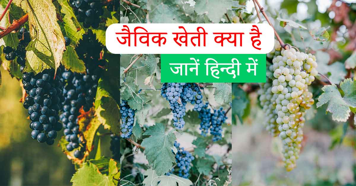 organic farming in hindi