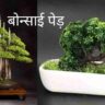 Bonsai Tree Business in Hindi
